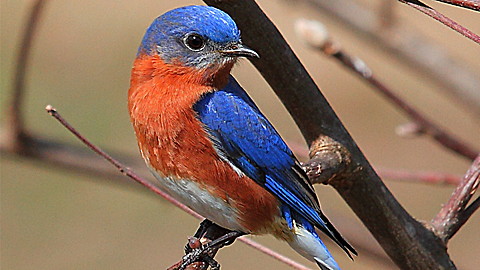Wild Animal Baby Explorers: Look, Listen and Learn–The 5 Senses