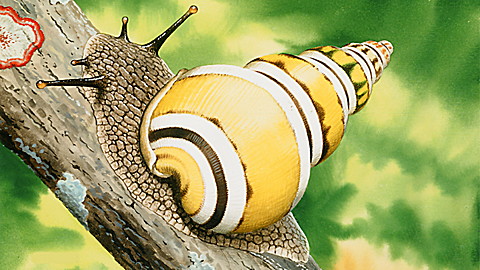Wild Animal Baby Explorers: Funny Friends – The Slow, the Silly and the Scratchy