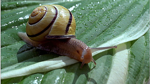 254-wild-animal-baby-explorers-funny-friends-the-slow-the-silly-and-the-scratchy-2.jpg Wild Animal Baby Explorers: Funny Friends – The Slow, the Silly and the Scratchy