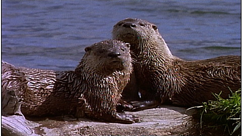 254-wild-animal-baby-explorers-funny-friends-the-slow-the-silly-and-the-scratchy-3.jpg Wild Animal Baby Explorers: Funny Friends – The Slow, the Silly and the Scratchy