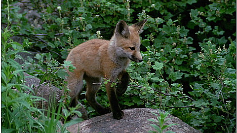 256-wild-animal-baby-explorers-berry-special-bears-3.jpg Wild Animal Baby Explorers: Berry Special Bears