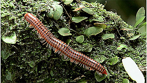 261-wild-animal-baby-explorers-bugs-birds-buddies-2.jpg Wild Animal Baby Explorers: Bugs, Birds, Buddies