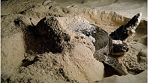 262-wild-animal-baby-explorers-dig-build-haul--2.jpg Wild Animal Baby Explorers: Dig! Build! Haul!
