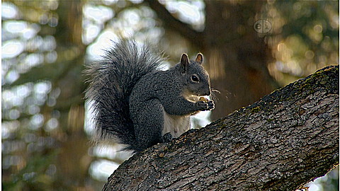 264-wild-animal-baby-explorers-clever-critters-2.jpg Wild Animal Baby Explorers: Clever Critters