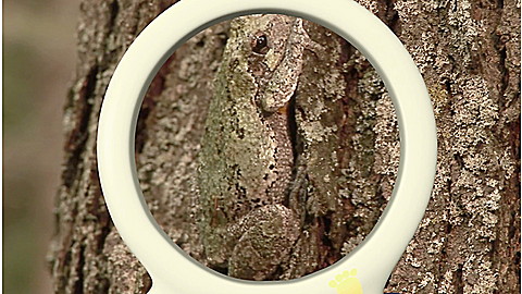 264-wild-animal-baby-explorers-clever-critters-3.jpg Wild Animal Baby Explorers: Clever Critters