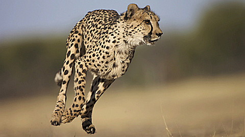 The Jeff Corwin Experience: Tanzania - Ecosystem in Motion