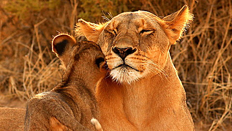 Wild Animal Baby Explorers: They're Just Like Me