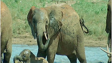 355-wild-animal-baby-explorers-they-re-just-like-me-2.jpg Wild Animal Baby Explorers: They're Just Like Me