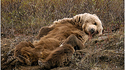 355-wild-animal-baby-explorers-they-re-just-like-me-3.jpg Wild Animal Baby Explorers: They're Just Like Me