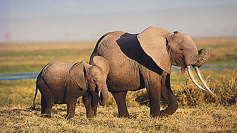 Discovery Education: Animals in Action