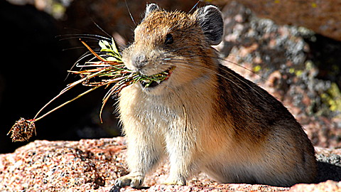 Wild Animal Baby Explorers: Hooray for House and Home