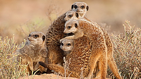 Wild Animal Baby Explorers: African Safari Adventure