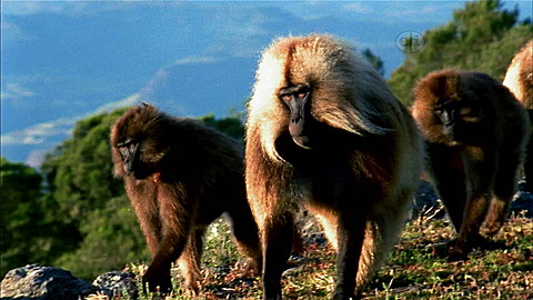 391-wild-animal-baby-explorers-the-marvelous-world-of-monkeys-2.jpg Wild Animal Baby Explorers: The Marvelous World of Monkeys
