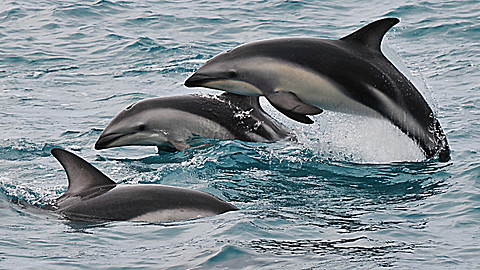 Wild Animal Baby Explorers: Dolphins, Fish and Surprising Swimmers