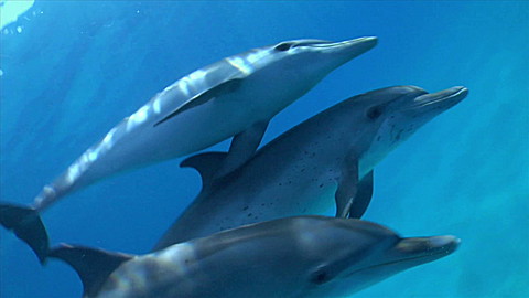 406-wild-animal-baby-explorers-dolphins-fish-and-surprising-swimmers-2.jpg Wild Animal Baby Explorers: Dolphins, Fish and Surprising Swimmers