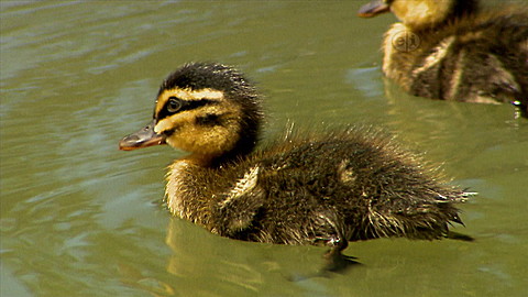 406-wild-animal-baby-explorers-dolphins-fish-and-surprising-swimmers-3.jpg Wild Animal Baby Explorers: Dolphins, Fish and Surprising Swimmers