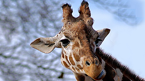 Wild Animal Baby Explorers: Spots and Stripes