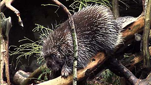 Wild Animal Baby Explorers: Hide & Seek