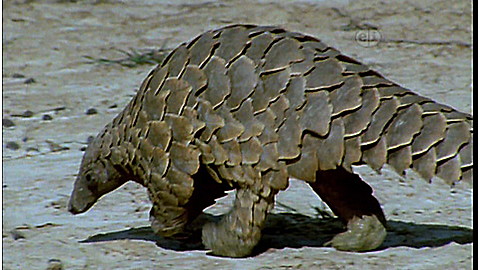 478-wild-animal-baby-explorers-hide-seek-3.jpg Wild Animal Baby Explorers: Hide & Seek