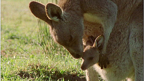 487-wild-animal-baby-explorers-moms-are-the-best--2.jpg Wild Animal Baby Explorers: Moms are the Best!