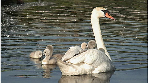 487-wild-animal-baby-explorers-moms-are-the-best--3.jpg Wild Animal Baby Explorers: Moms are the Best!