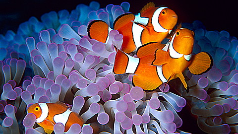 Wild Animal Baby Explorers: Discover the Sea