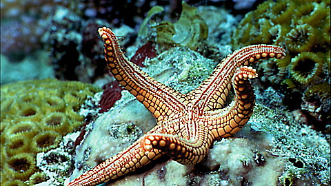 520-wild-animal-baby-explorers-discover-the-sea-2.jpg Wild Animal Baby Explorers: Discover the Sea