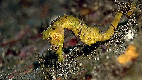 520-wild-animal-baby-explorers-discover-the-sea-3.jpg Wild Animal Baby Explorers: Discover the Sea