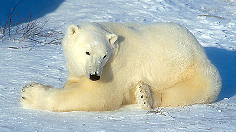 Wild Animal Baby Explorers: Snow Adventures
