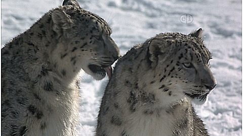 523-wild-animal-baby-explorers-snow-adventures-2.jpg Wild Animal Baby Explorers: Snow Adventures