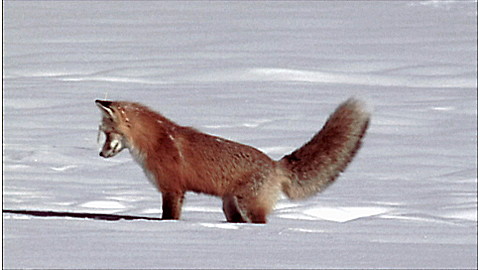 523-wild-animal-baby-explorers-snow-adventures-3.jpg Wild Animal Baby Explorers: Snow Adventures