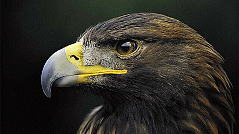 541-discovery-education-corwin-s-quest-the-eagle-s-view-1.jpg Discovery Education: Corwin's Quest - The Eagle's View