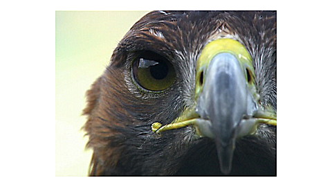 541-discovery-education-corwin-s-quest-the-eagle-s-view-2.jpg Discovery Education: Corwin's Quest - The Eagle's View