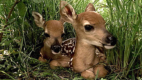545-wild-animal-baby-explorers-hatch-and-hop-into-spring-2.jpg Wild Animal Baby Explorers: Hatch and Hop into Spring