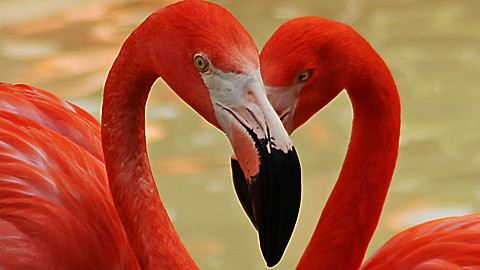Wild Animal Baby Explorers: Feathery Friends