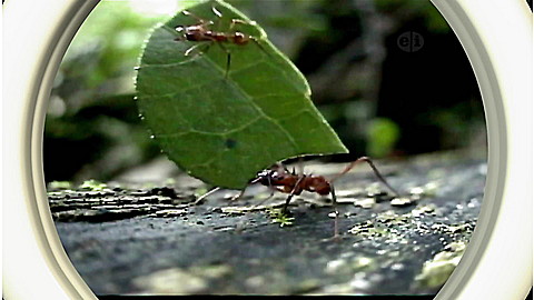 616-wild-animal-baby-explorers-super-special-skills-3.jpg Wild Animal Baby Explorers: Super Special Skills