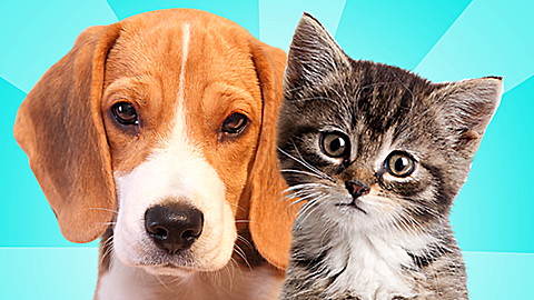 Speakaboos: All About Animals