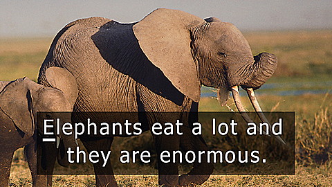 Discovery Education: Animal Alphabet