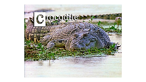 630-discovery-education-animal-alphabet-3.jpg Discovery Education: Animal Alphabet