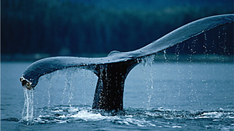 Discovery Education: Corwin's Quest - The Blue Whale's Tail