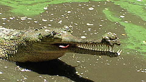 Discovery Education: Animals Around Us